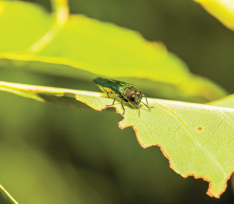 Getting prepared for the invasion | News, Sports, Jobs - Faribault County Register - Vimarsana News